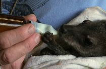 Австралийцы спасают коал, кенгуру и ложных жаб