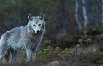 Wolves back from the brink of extinction in Germany after 100 years