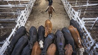 El coronavirus golpea la economía argentina y hunde las exportaciones de carne