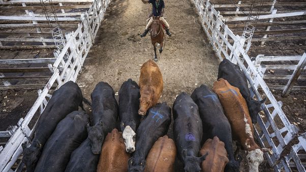 El coronavirus golpea la economía argentina y hunde las exportaciones de carne El coronavirus golpea la economía argentina y hunde las exportaciones de carne