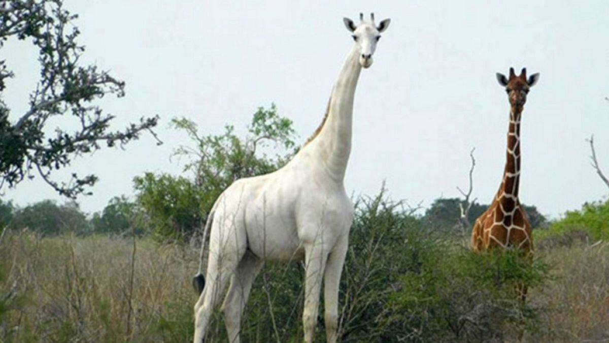 made available by the Ishaqbini Hirola Community Conservancy shows the rare white giraffe taken on May 31, 2017, in Garissa county in North Eastern Kenya.
