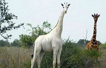 made available by the Ishaqbini Hirola Community Conservancy shows the rare white giraffe taken on May 31, 2017, in Garissa county in North Eastern Kenya.