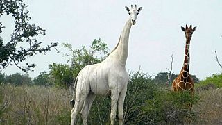 La girafe blanche femelle prise en photo le 31 mai 2017 dans la réserve de Garissa, au Kenya