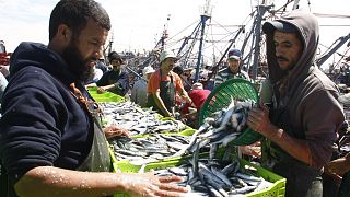 شاهد: المغرب أكبر مصدر لأسماك السردين المعلب في العالم