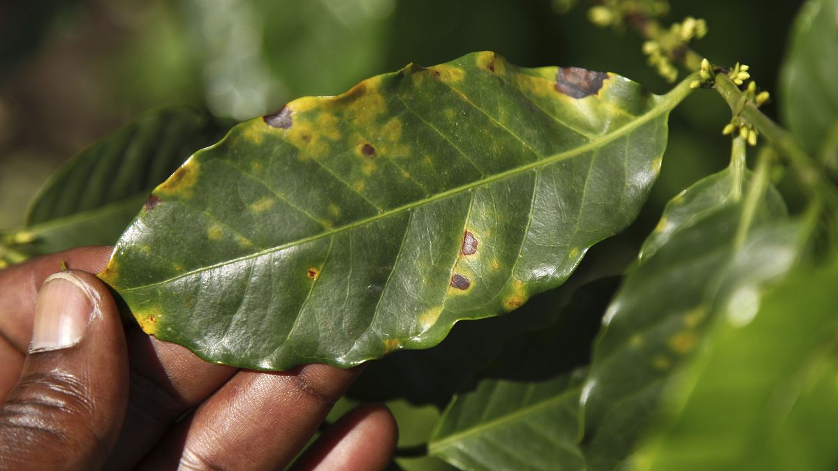 Ein Kaffeebauer zeigt Pflanzen, die mit Blattrost infiziert sind, einer Pilzkrankheit, die immer häufiger vorkommt. 