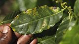 Ein Kaffeebauer zeigt Pflanzen, die mit Blattrost infiziert sind, einer Pilzkrankheit, die immer häufiger vorkommt.