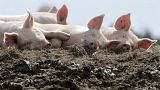A group of pigs enjoy the afternoon sun in their pen at the Dodge Farm in Berlin