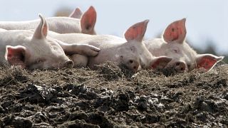 A group of pigs enjoy the afternoon sun in their pen at the Dodge Farm in Berlin