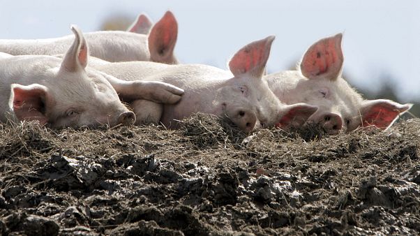 A group of pigs enjoy the afternoon sun in their pen at the Dodge Farm in Berlin A group of pigs enjoy the afternoon sun in their pen at the Dodge Farm in Berlin