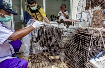 Endonezya'daki pazardaki yarasalara koronavirüs salgınından dolayı yetkililer tarafından el konuldu