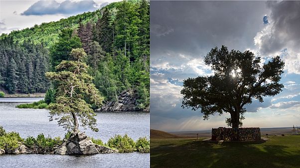 Tens of thousands voted for their favourite in Tree of the year 2020 Tens of thousands voted for their favourite in Tree of the year 2020