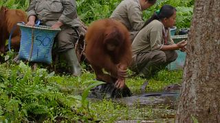 Video | Orangutan Cinta'dan koronavirüse karşı el yıkama dersi
