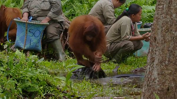 Video | Orangutan Cinta'dan koronavirüse karşı el yıkama dersi Video | Orangutan Cinta'dan koronavirüse karşı el yıkama dersi