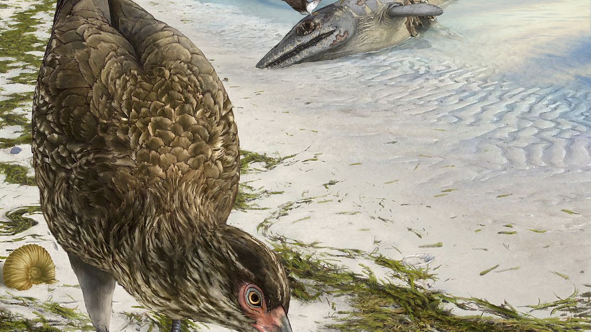 Wonderchicken Bird Fossil