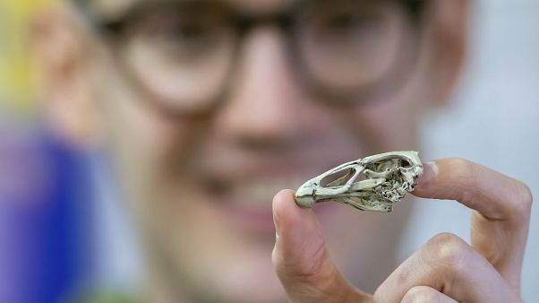 Wonderchicken Bird Fossil Wonderchicken Bird Fossil