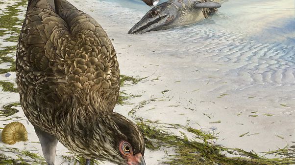 Wonderchicken Bird Fossil Wonderchicken Bird Fossil