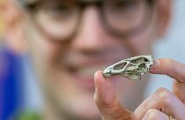 The fossil dubbed 'Wonderchicken'