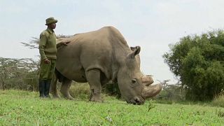 Aumenta o número de rinocerontes negros