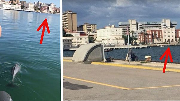 Debunked: Video does NOT show dolphins in Venice's canals Debunked: Video does NOT show dolphins in Venice's canals