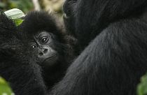 Endangered Great Apes