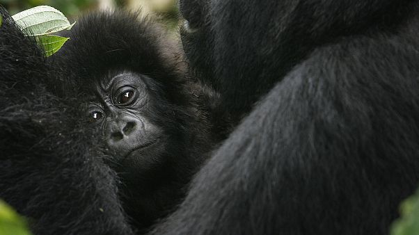 Endangered Great Apes Endangered Great Apes