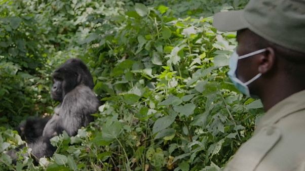 Coronavirus bedroht Gorillas - Kongo schließt Nationalpark Coronavirus bedroht Gorillas - Kongo schließt Nationalpark