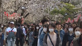 И цвет и грех: жители Токио массово любуются сакурой