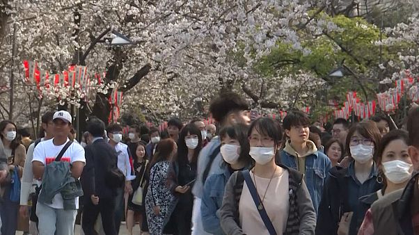 No comment: virágoznak a japán cseresznyefák No comment: virágoznak a japán cseresznyefák