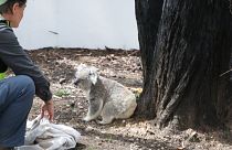 No comment: visszatérhetett néhány koala a leégett ausztrál vadonba