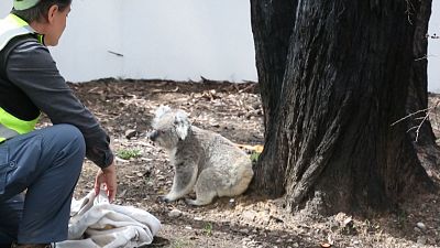 Австралия: спасенных от пожаров коал выпускают на волю 