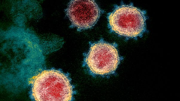 El nuevo coronavirus al microscopio El nuevo coronavirus al microscopio