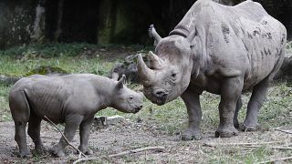 Critically endangered Black Rhino populations increase in Africa