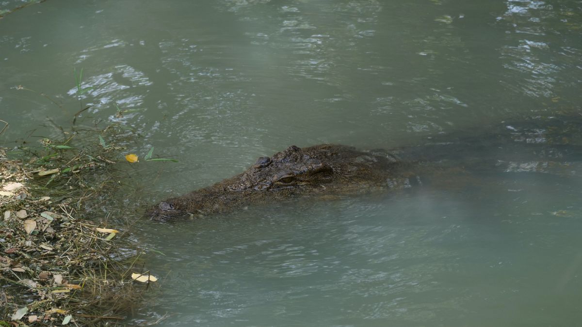 Afrikai krokodil (illusztráció)