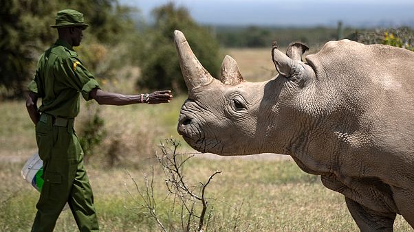 Afrika'da nesli tükenmekte olan gergedanların sayısı her geçen yıl artıyor Afrika'da nesli tükenmekte olan gergedanların sayısı her geçen yıl artıyor