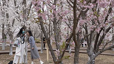 Les cerisiers en fleurs pour fêter un possible retour à la normale en Chine