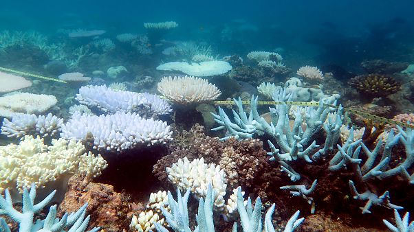 A mass bleaching event of coral on Australia's Great Barrier Reef has occurred again in 2020 A mass bleaching event of coral on Australia's Great Barrier Reef has occurred again in 2020