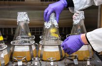 Palm oil brewed like beer