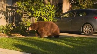 A Suburban bear walking on the front yard of a home in Monrovia, California.