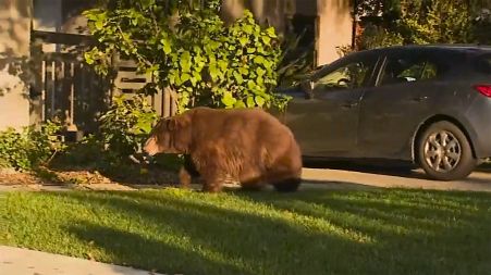 A Suburban bear walking on the front yard of a home in Monrovia, California.