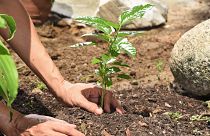 Carbon insetting supposedly works with farmers and workers to balance emissions. But how sustainable is it really?