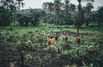 Carbon insetting works with farmers and workers to balance emissions.