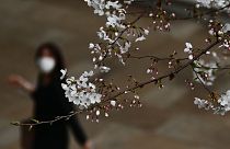 Cseresznyefa virágzás Tokióban