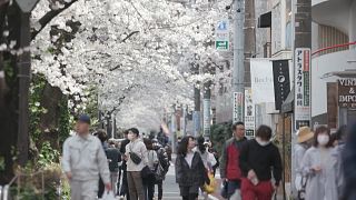 شوق بهار در فصل کرونا؛ شکوفه‌های گیلاس امید را در دل ژاپنی‌ها زنده کرد
