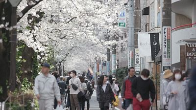 شوق بهار در فصل کرونا؛ شکوفه‌های گیلاس امید را در دل ژاپنی‌ها زنده کرد