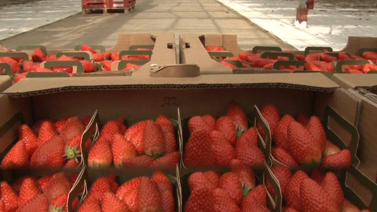 Erdbeeren leiden unter Coronavirus: Erst ernten, dann wegwerfen?
