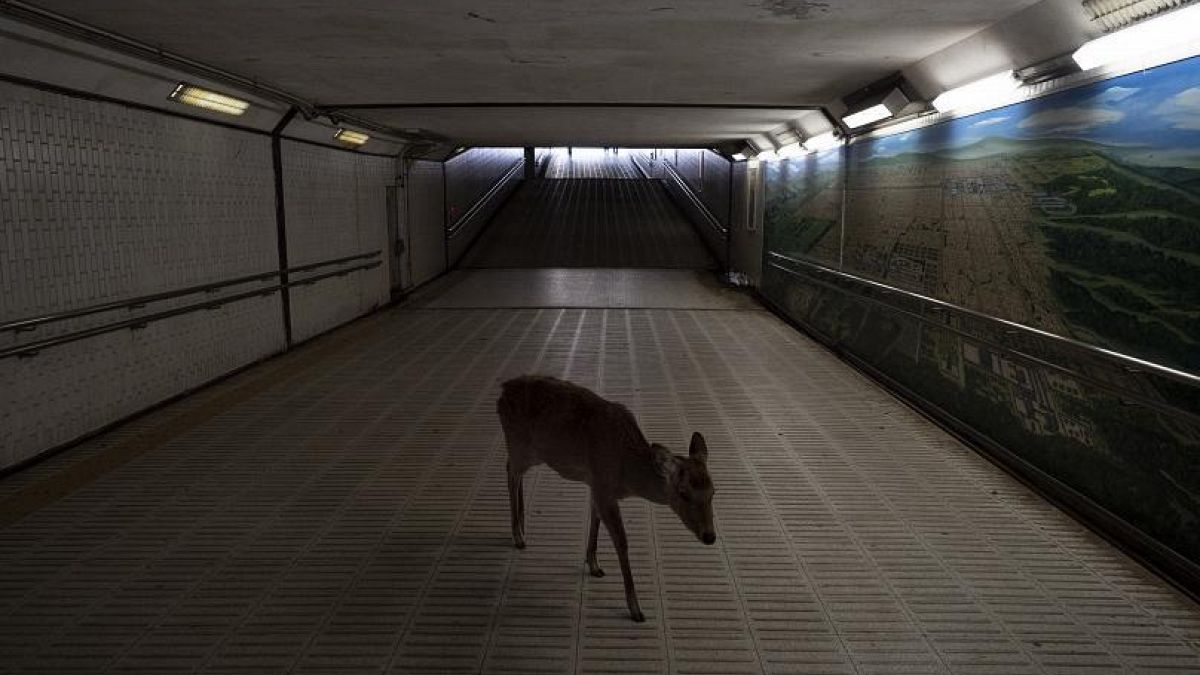 A deer walks through an underpass in search for food in Nara, Japan, Tuesday, March 17, 2020. 