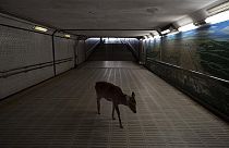 A deer walks through an underpass in search for food in Nara, Japan, Tuesday, March 17, 2020.