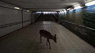 A deer walks through an underpass in search for food in Nara, Japan, Tuesday, March 17, 2020.