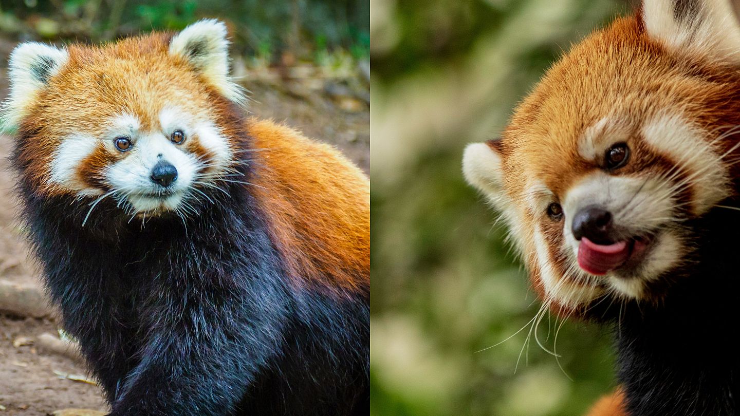 Zoo Livestreams Endangered Red Pandas Having Breakfast To Cheer You Up Euronews