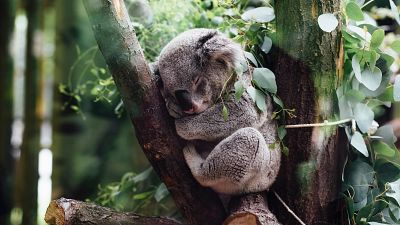 Hope for animals threatened with extinction by Australian bushfire devastation Hope for animals threatened with extinction by Australian bushfire devastation